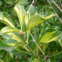 Euonymus japonicus 'Duc d'Anjou' P1B